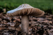 White gilled fungus from California, probably Agaricus campestris, from the side