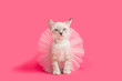 Fancy white kitten playing dress-up princess, pink background.