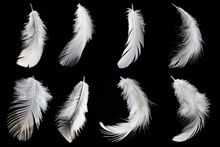 Set Collection Of White Feather Isolated On Black Background.
