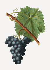 Canvas Print - Blue grape cluster