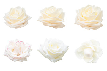 Blurred for Background.White rose isolated on the white background. Photo with clipping path.