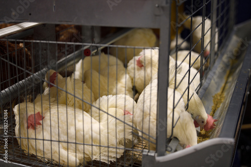 Sleeping White Chickens In A Cage With Two Feeding Grain From Trough