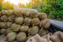 Singapore Durian Fruit Free Stock Photo - Public Domain Pictures