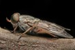Tabanidae Horse fly