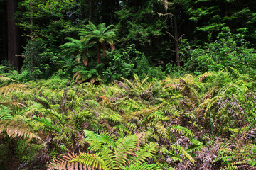 Wall Mural - Redwoods Treewalk, Rotorua, New Zealand