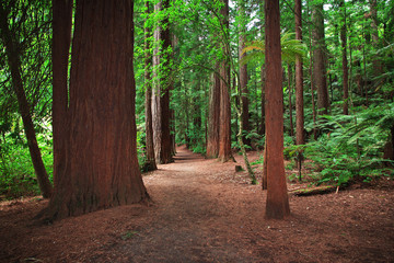 Wall Mural - Redwoods Treewalk, Rotorua, New Zealand