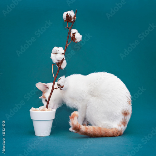 Chat Blanc Et Roux Observe Un Pot Blanc Contenant Une Fleur De Coton Devant Un Fond Uni Bleu Vert Stock Photo Adobe Stock Chat Blanc Et Roux Observe Un Pot Blanc Contenant Une Fleur De Coton Devant Un Fond Uni Bleu Vert Stock Photo Adobe Stock