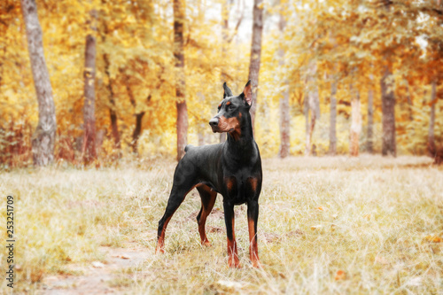 Doberman Pinscher on the background of autumn trees Poster Mural XXL