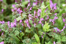 "Henbit Deadnettle" Is A Weed With Flowers In Spring.