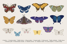 Set Butterflies. Vector Vintage Classic Illustration. Colorful