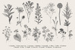 Set summer flowers. Classical botanical illustration. Wild and garden flowers. Black and white