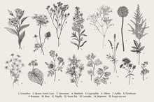 Set Summer Flowers. Classical Botanical Illustration. Wild And Garden Flowers. Black And White
