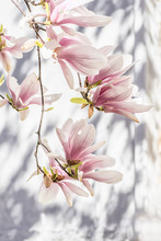 Beautiful Blooming Magnolia. A Branch Of Royal Magnolia On A White Background With Shadows