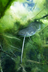 Wall Mural - Underwater photo of The Catfish (Silurus Glanis). Biggest predatory fish in European lakes and river. Wild life animal. European Catfish swimming in the nature habitat with nice background. 