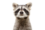 Fototapeta Zwierzęta - Portrait of a cute funny raccoon isolated on white background