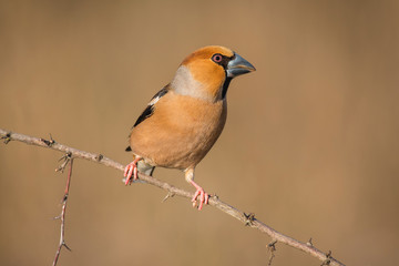 Wall Mural - hawfinch, Coccothraustes coccothraustes