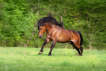 Canvas Print - Bay horse run on green pasture