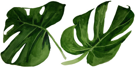  Watercolor tropical monstera leaf