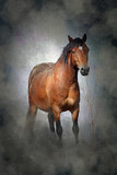 Fototapeta Sypialnia - Welsh cob pony horse with a moody misty, grungy texture background