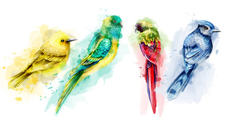 Wall Mural - Colorful tropic birds watercolor Vector. Beautiful exotic set collections