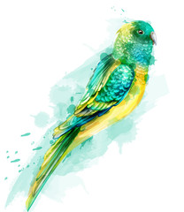 Wall Mural - Tropic colorful parrot bird Vector watercolor. Cute bird illustration. blue colors splashs