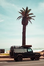 Defender And Palm Tree