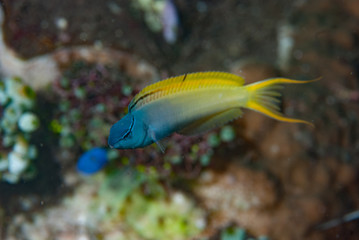 Wall Mural - Eye-Lash Harptail Blenny Meiacanthus atrodorsalis