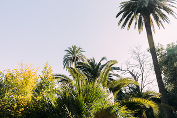 Trees and bushes on blue sky background in parc de la Ciutadella, Barcelona, Spain