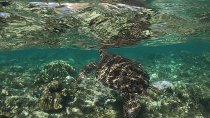 Wall Mural - Tortue, Ile d'Apo, Philippines