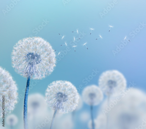 white dandelions on blue background Fototapet