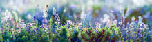 Wild Flowers And Grass Closeup, Horizontal Panorama Photo