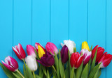 Fototapeta Tulipany - tulips on blue wood