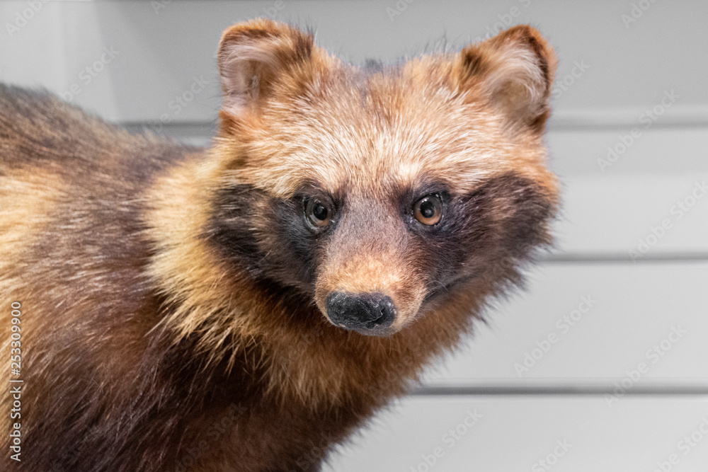 たぬきの剥製 Stuffed Tanuki, Japanese raccoon dog. Stock Photo