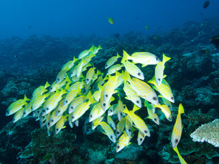 Plongée .Thailande