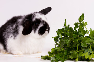 Wall Mural - small dwarf rabbit sitting next to green fresh parsley on a white background