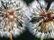 Two dandelions touching each other
