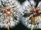 Fototapeta Dmuchawce - Two dandelions touching each other
