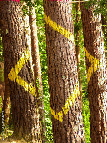 Fotomural Painted forest in Oma, Basque Country, yelow square. Ibarrola