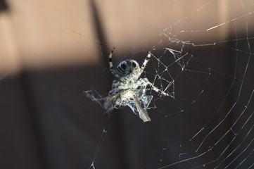 spider on a web with food