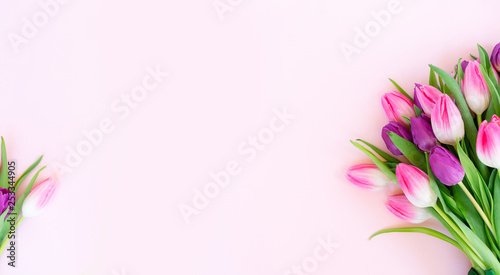 Pink fresh tulips