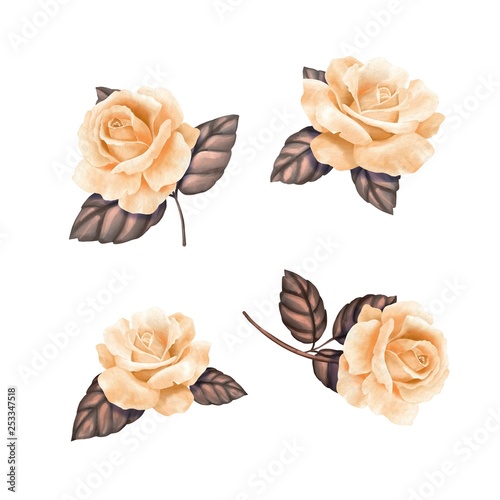 Set of yellow roses, collection watercolor flowers. Botanic illustration isol...