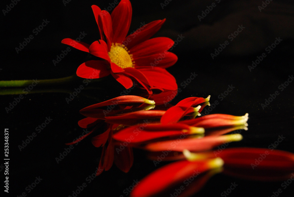 Close up of a red daisy with petals in front on a black background - obrazy, fototapety, plakaty 