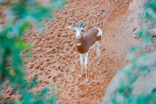 The Blesbok Or Blesbuck (Damaliscus Pygargus Phillipsi) Is An Antelope Endemic To South Africa