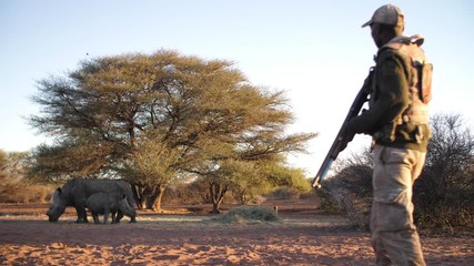 rhino calf and his mother resting near a tree as an armed wildlife ranger watches them from a distan