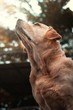 © Arjun - portrait of a dog
