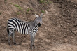 A zebra grazing on the green grass inside Masai Mara National Park during a wildlife safari