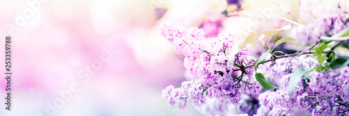 Lilac flowers spring blossom, sunny day light bokeh background