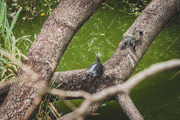 Fototapete - Honk Kong, November 2018 - turtles in Kowloon City Park