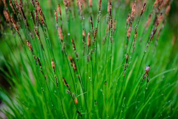 green spring foliage macro close up in nature