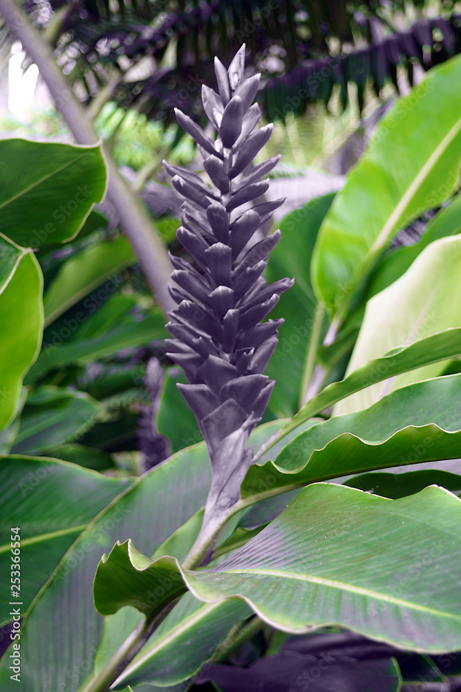 very rare black alpinia (or ginger) flower Stock Photo | Adobe Stock